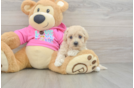 Adorable Malt a Poo Poodle Mix Puppy