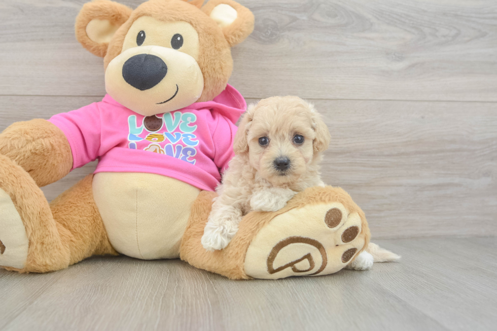 Adorable Malt a Poo Poodle Mix Puppy