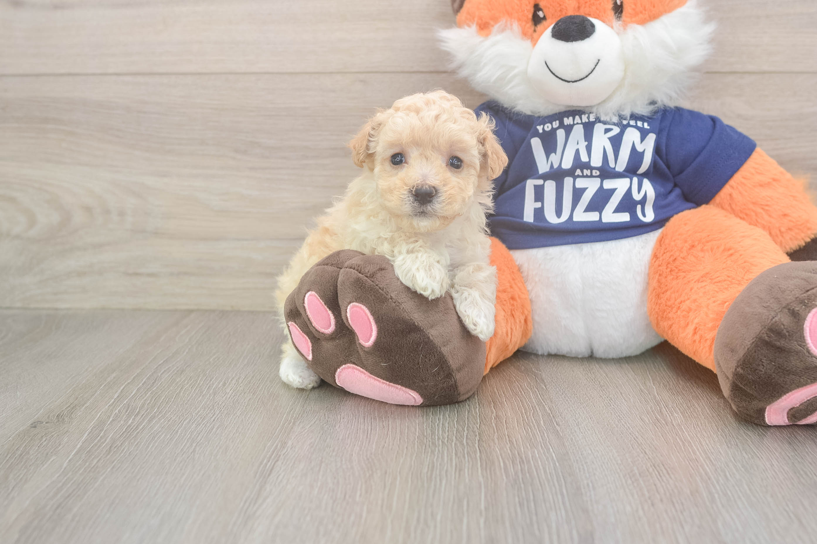 Fluffy Maltipoo Poodle Mix Pup