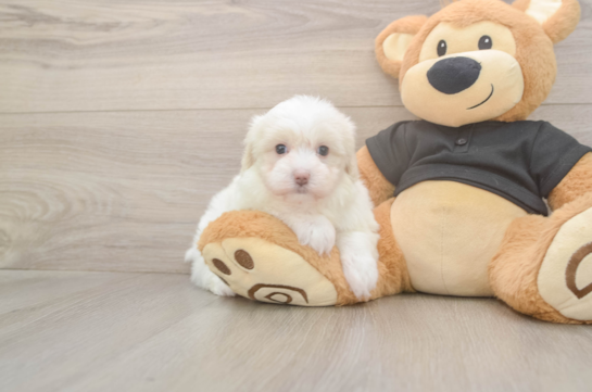 5 week old Maltipoo Puppy For Sale - Puppy Love PR Fluffy Maltipoo Poodle Mix Pup