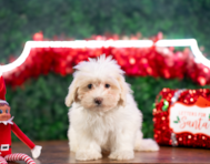 10 week old Maltipoo Puppy For Sale - Puppy Love PR