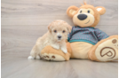 Little Malt a Poo Poodle Mix Puppy