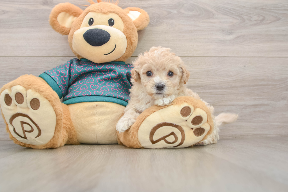 Fluffy Maltipoo Poodle Mix Pup