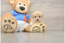 Maltipoo Puppy for Adoption