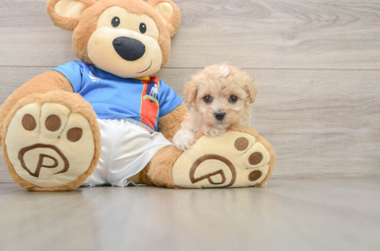 Maltipoo Puppy for Adoption