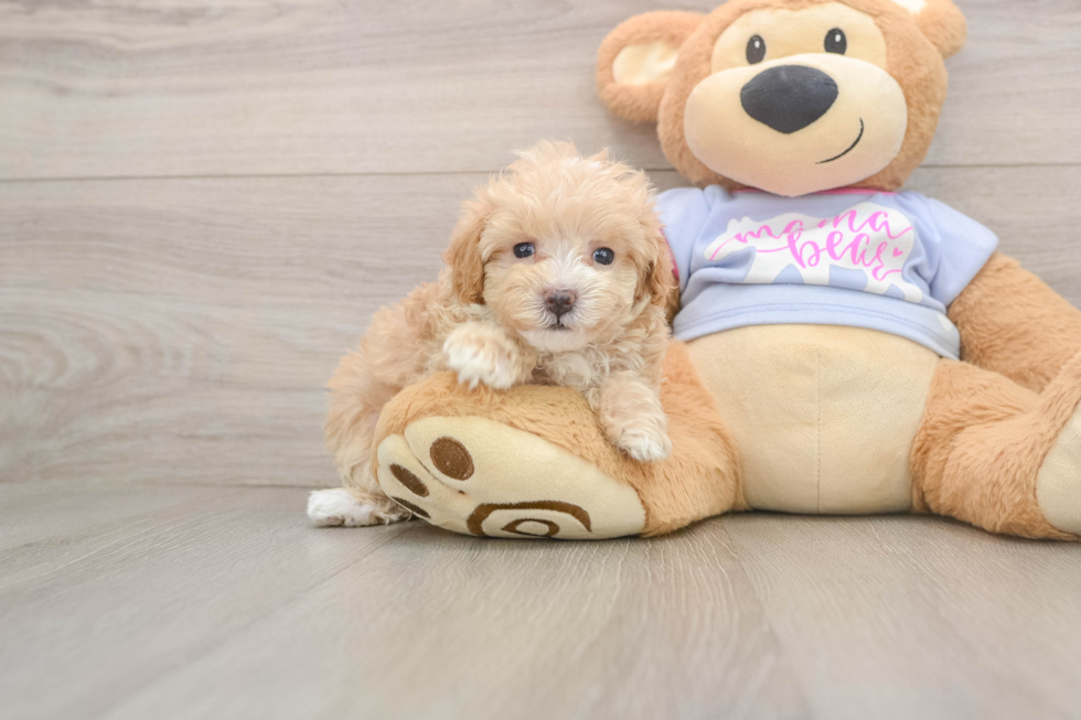 Best Maltipoo Baby