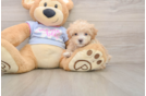 Cute Maltipoo Baby
