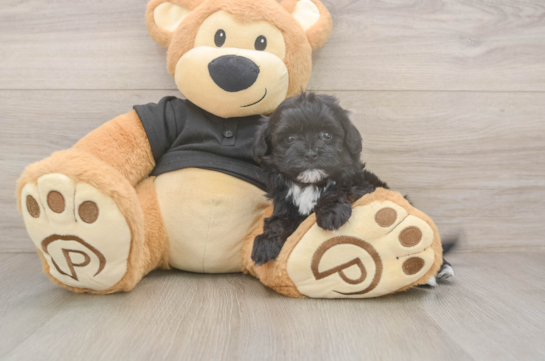 5 week old Maltipoo Puppy For Sale - Puppy Love PR Maltipoo Puppy for Adoption