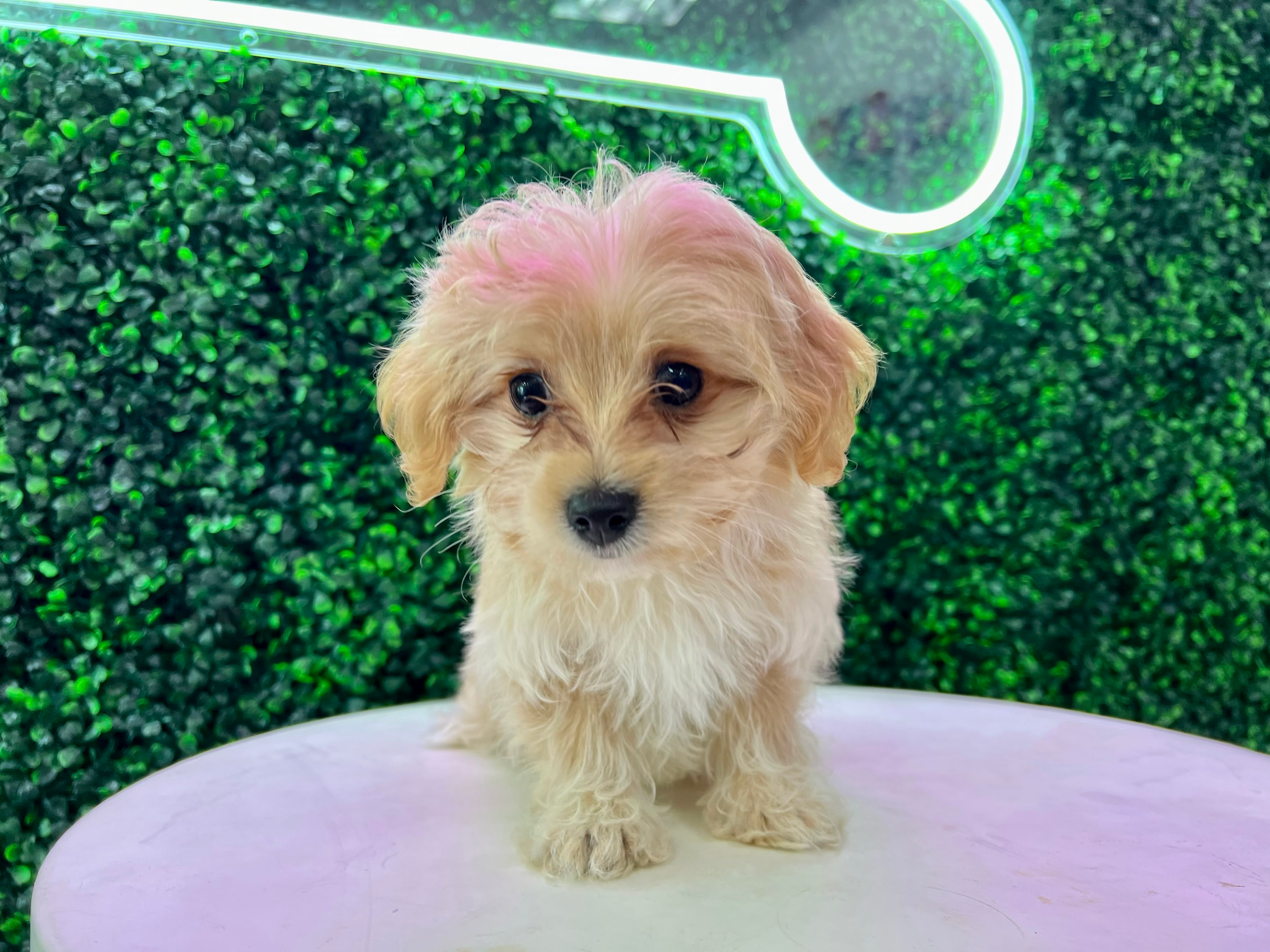 Cute Maltepoo Poodle Mix Puppy