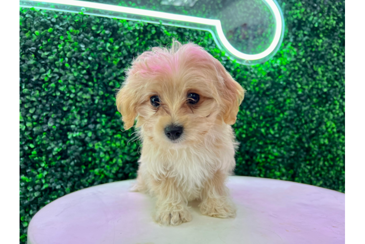 Cute Maltepoo Poodle Mix Puppy