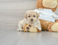 7 week old Maltipoo Puppy For Sale - Puppy Love PR