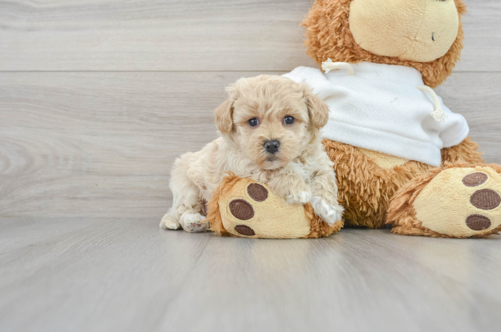 7 week old Maltipoo Puppy For Sale - Puppy Love PR