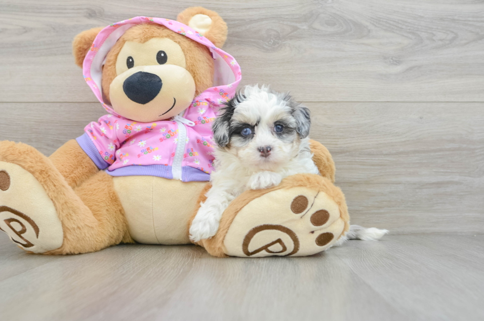 6 week old Maltipoo Puppy For Sale - Puppy Love PR