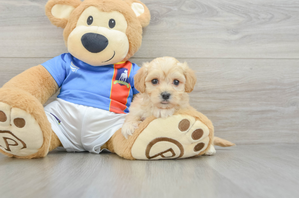 5 week old Maltipoo Puppy For Sale - Puppy Love PR