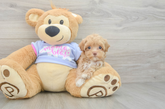 Maltipoo Puppy for Adoption