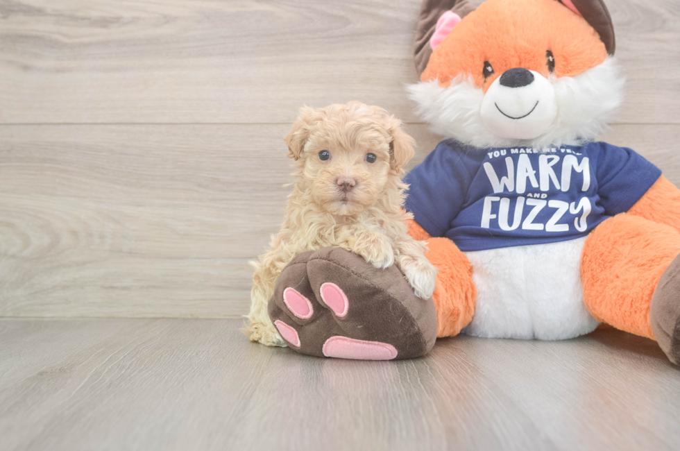 8 week old Maltipoo Puppy For Sale - Puppy Love PR