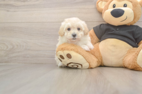 5 week old Maltipoo Puppy For Sale - Puppy Love PR Funny Maltipoo Poodle Mix Pup