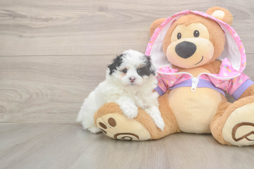 5 week old Maltipoo Puppy For Sale - Puppy Love PR