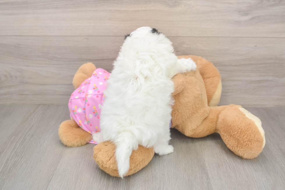 Adorable Moodle Poodle Mix Puppy