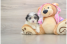 Best Maltipoo Baby
