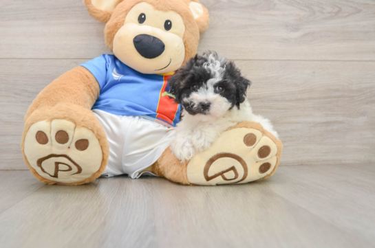 Maltipoo Puppy for Adoption