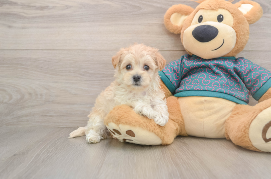 Hypoallergenic Moodle Poodle Mix Puppy