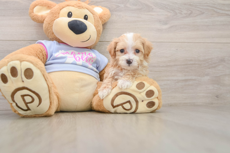 Cute Maltipoo Baby