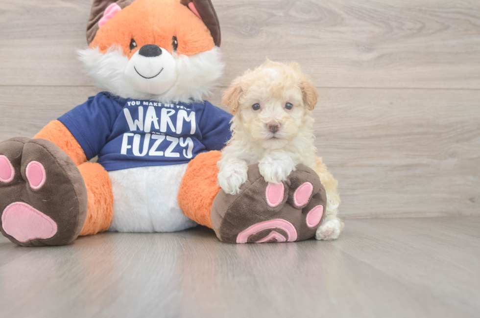 8 week old Maltipoo Puppy For Sale - Puppy Love PR