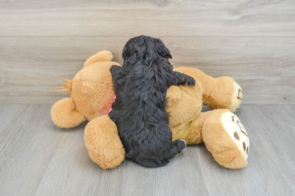 Maltipoo Pup Being Cute