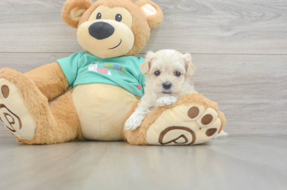 6 week old Maltipoo Puppy For Sale - Puppy Love PR