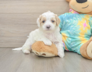 7 week old Maltipoo Puppy For Sale - Puppy Love PR