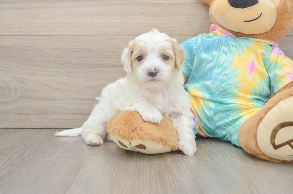 5 week old Maltipoo Puppy For Sale - Puppy Love PR