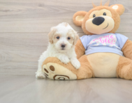 8 week old Maltipoo Puppy For Sale - Puppy Love PR