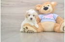 Sweet Maltipoo Baby
