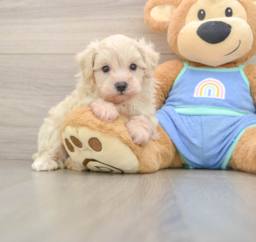 9 week old Maltipoo Puppy For Sale - Puppy Love PR