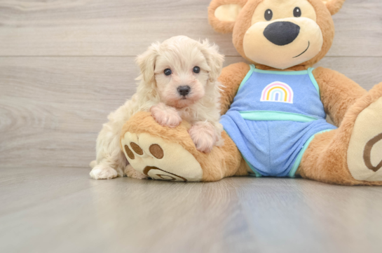 Small Maltipoo Baby