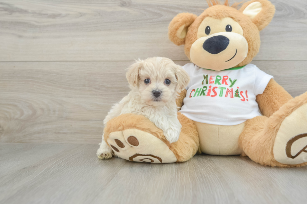 6 week old Maltipoo Puppy For Sale - Puppy Love PR