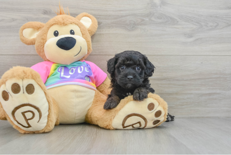 Energetic Maltepoo Poodle Mix Puppy