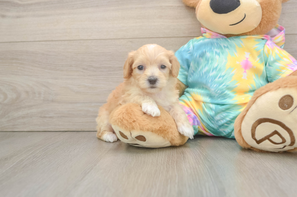 5 week old Maltipoo Puppy For Sale - Puppy Love PR