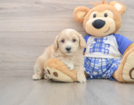 9 week old Maltipoo Puppy For Sale - Puppy Love PR