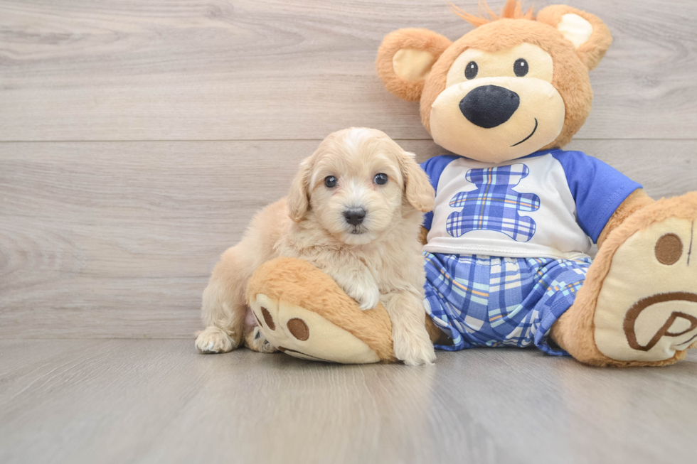 Happy Maltipoo Baby