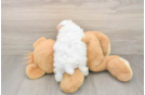 Maltipoo Puppy for Adoption