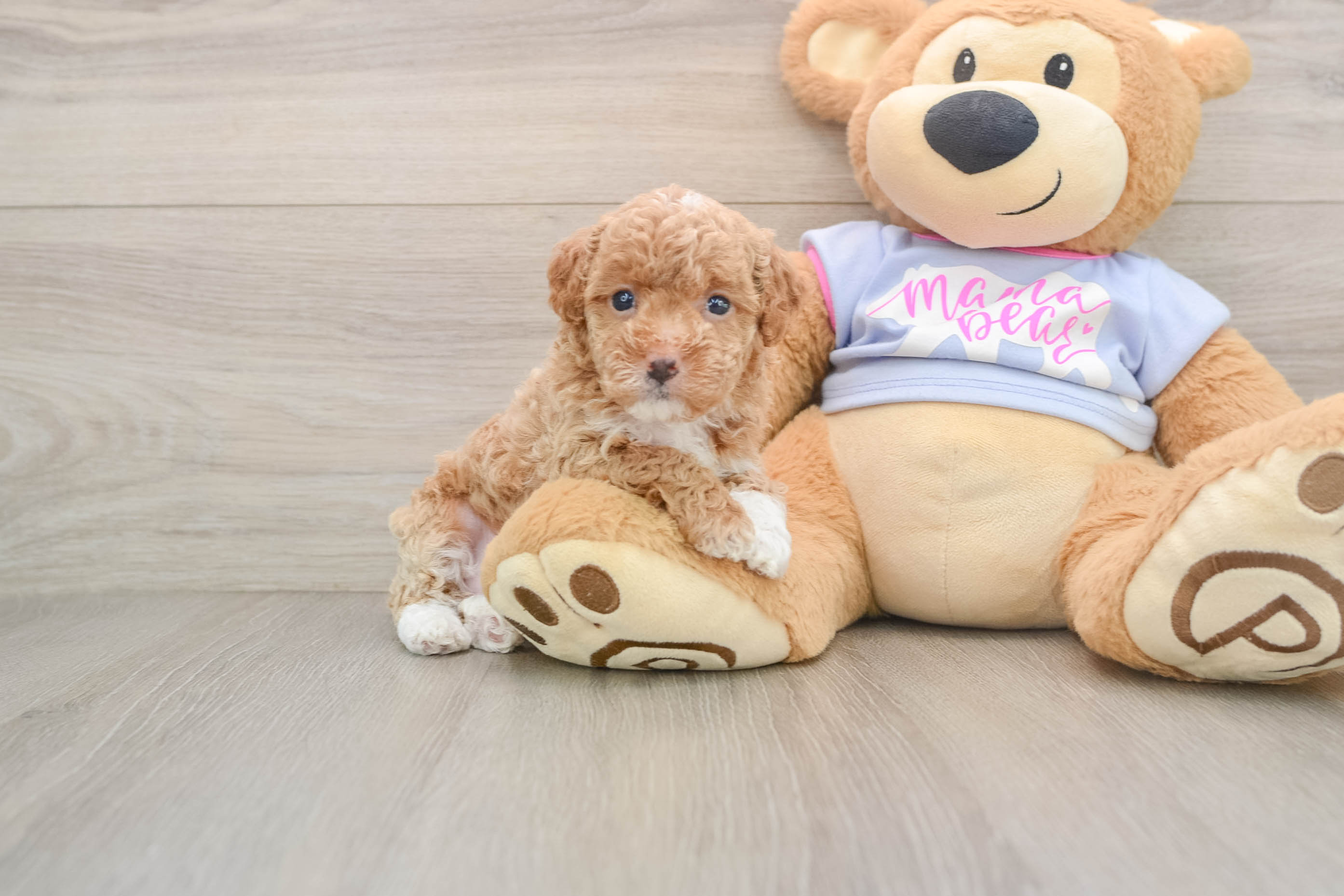 Hypoallergenic Maltidoodle Poodle Mix Puppy