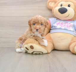 7 week old Maltipoo Puppy For Sale - Puppy Love PR