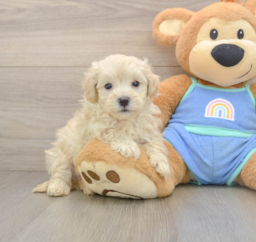 9 week old Maltipoo Puppy For Sale - Puppy Love PR