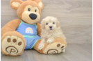 Maltipoo Pup Being Cute