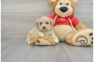Maltipoo Puppy for Adoption