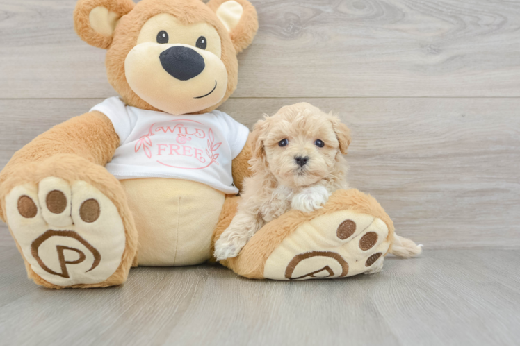 Best Maltipoo Baby