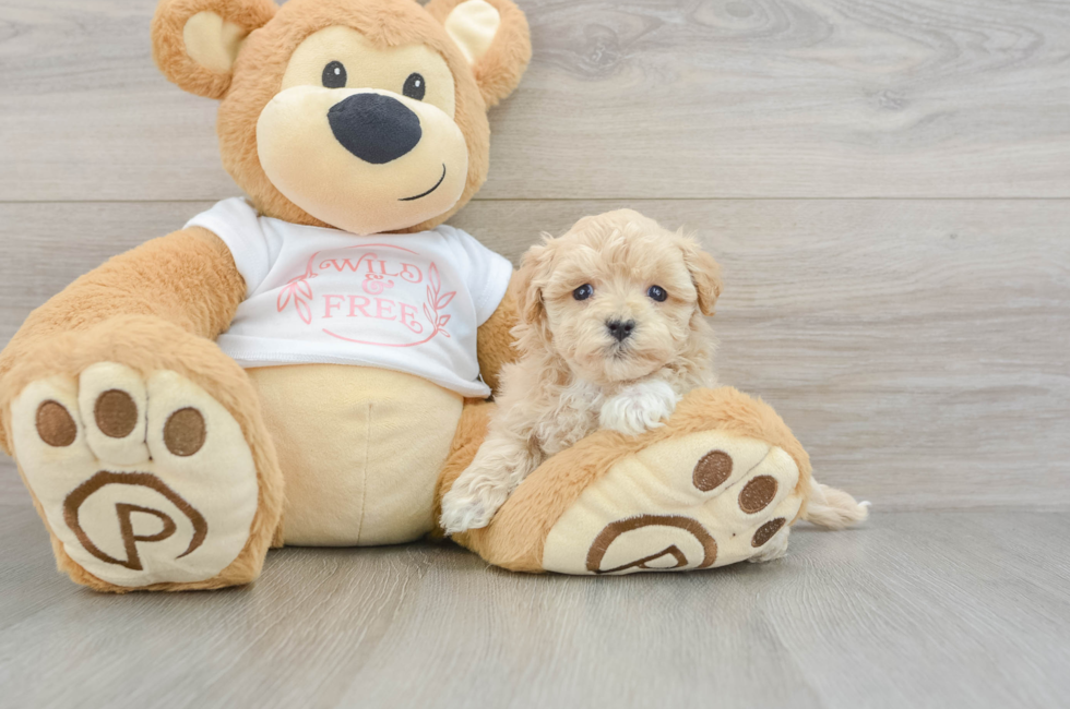 6 week old Maltipoo Puppy For Sale - Puppy Love PR