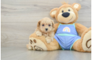 Funny Maltipoo Poodle Mix Pup